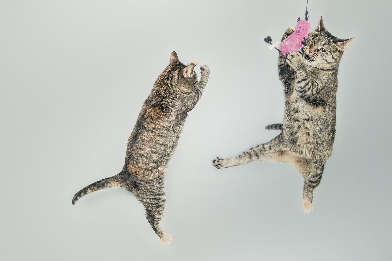 Fun Activities to Keep You and Your Cat Healthy and Active