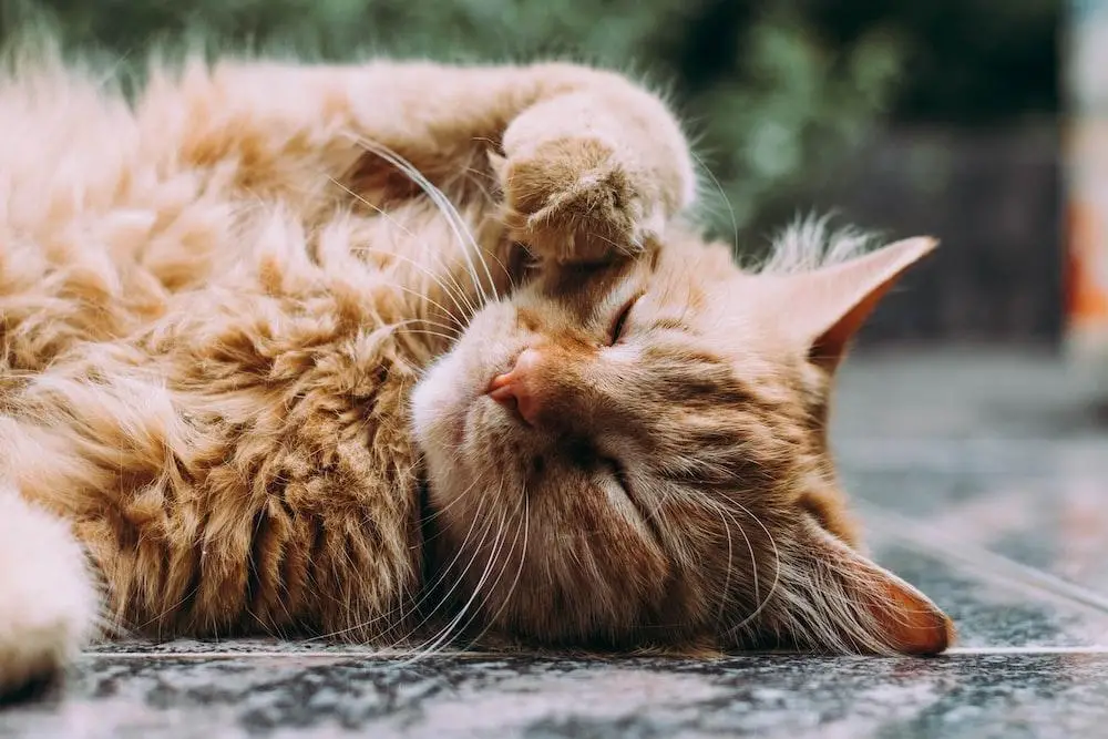 Everything You Need to Know about CBD Oil for Cats With Seizures