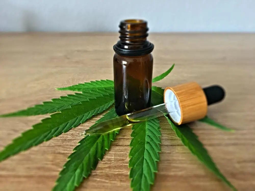 All you need to know about CBD Oil for Cats With Seizures