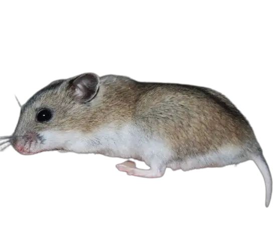 Normal or wild type chinese hamster