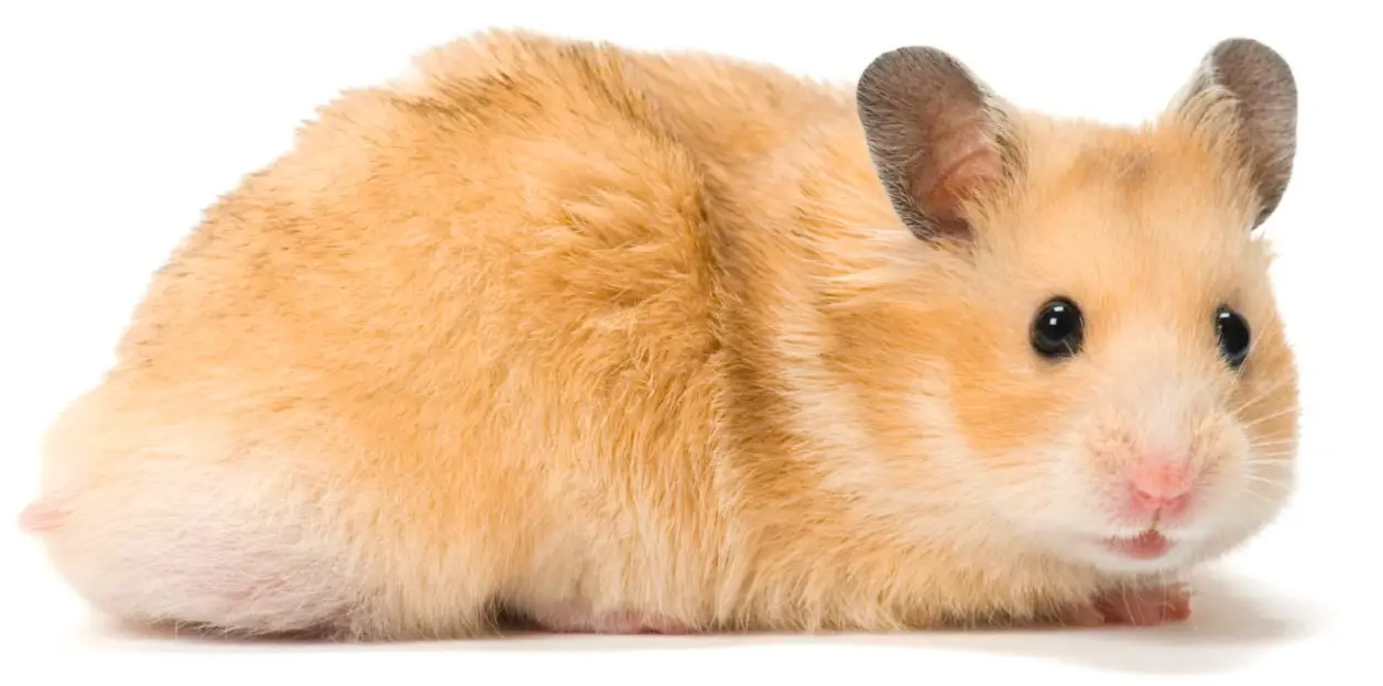 Syrian hamsters care