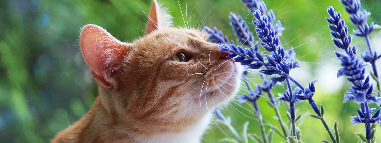 Are flea treatments safe for cats and what are the natural alternatives?
