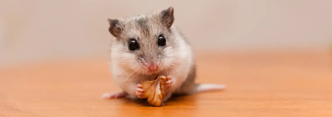 Keeping a Chinese hamster
