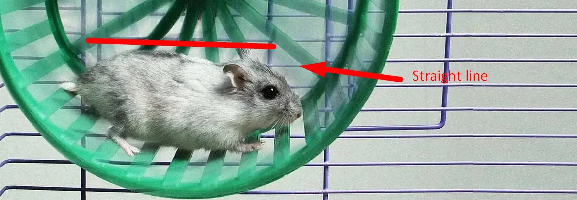how to choose a hamster wheel