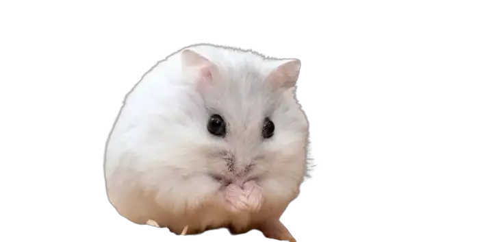 The black-eyed white Chinese hamster