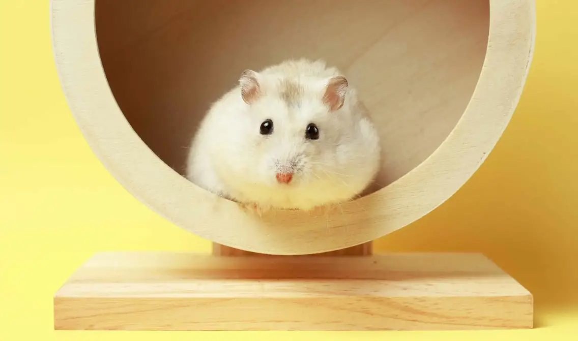 Why Do Hamsters “Really” Need A Wheel?