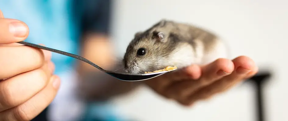 how and what to feed a sick hamster