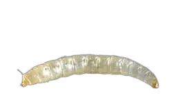 cat flea larvae