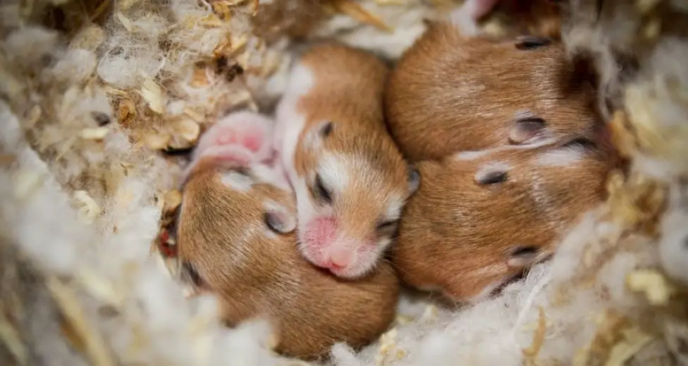 female hamster pregnancy and nursing complete guide
