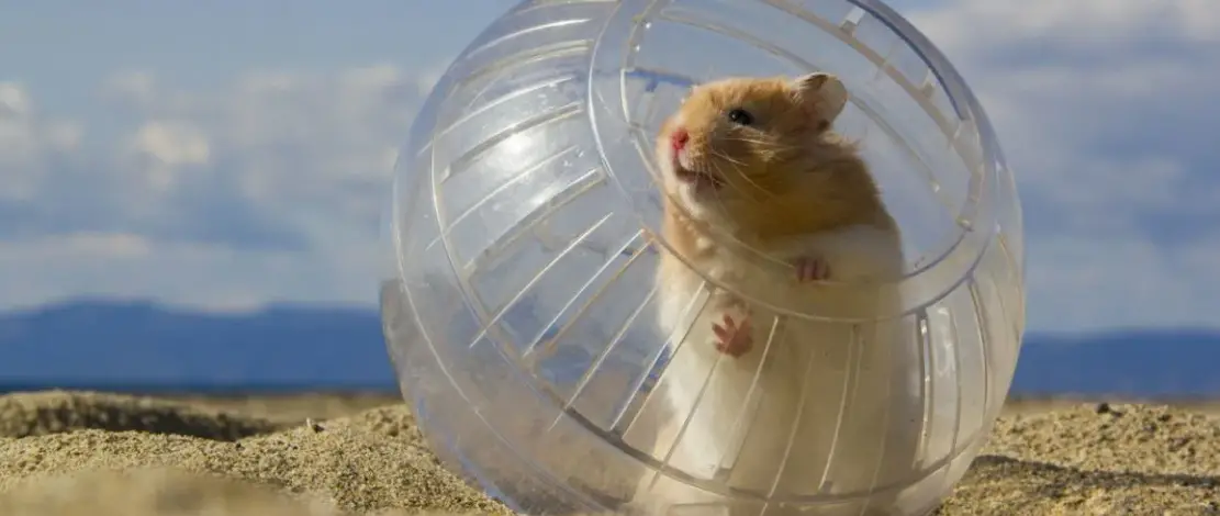 is there some alternatives for a hamster exercise wheel