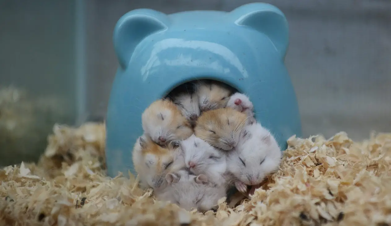 how to take care of a pregnant female hamster?
