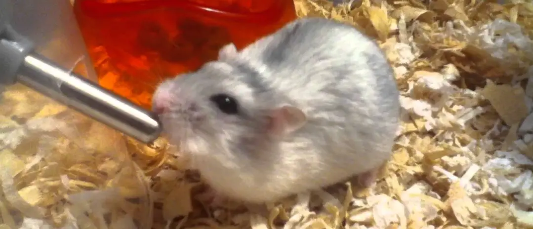 How to care for a hamster and keep it cool in hot weather