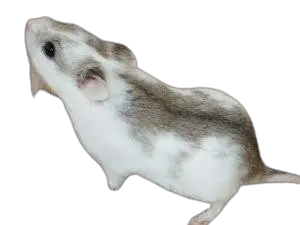 Spotted-white Chinese hamster