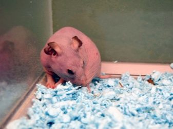 Hairless Syrian hamster