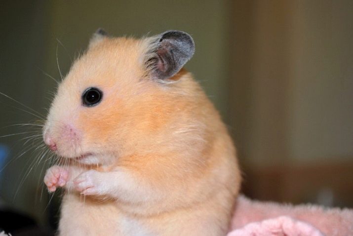 Cinnamon Syrian hamster
