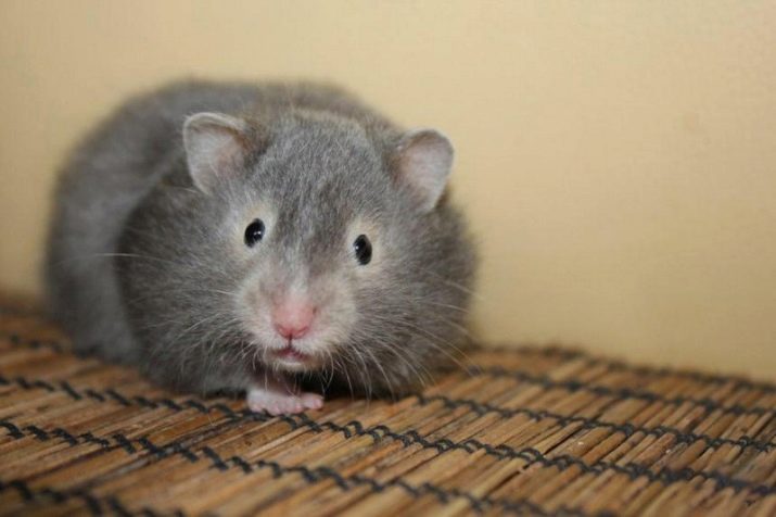 Gray Syrian hamster