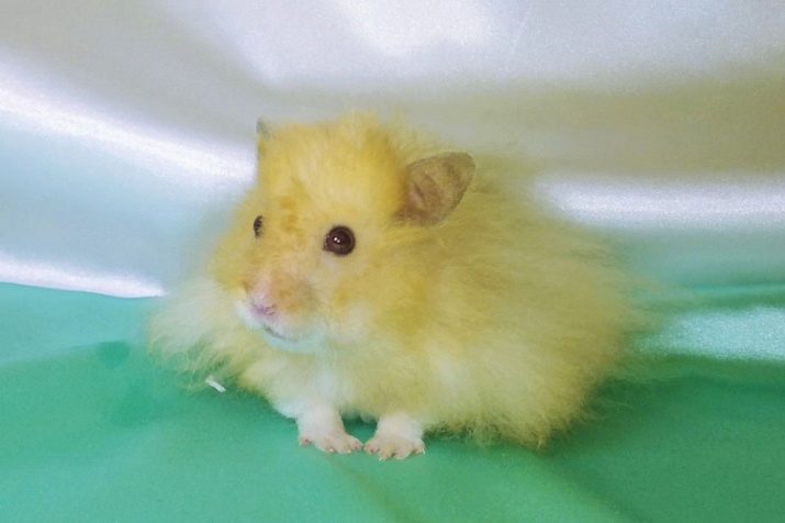 Yellow Syrian hamster