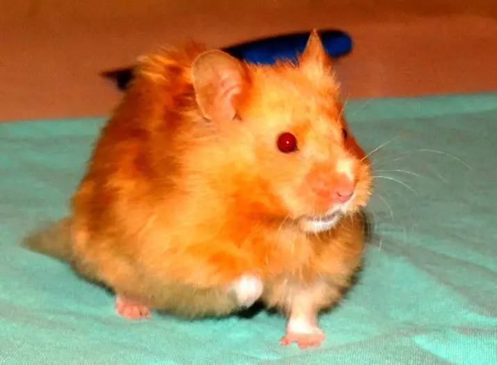Satin black-eyed Syrian hamster