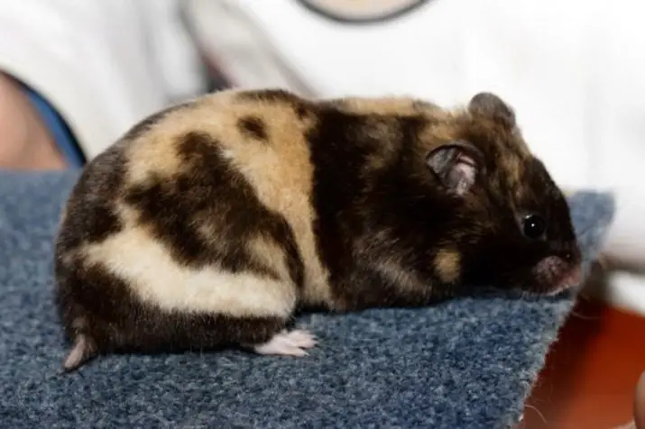 Short-haired banded syrian hamster