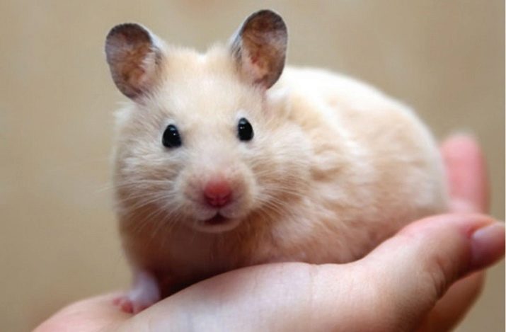 Black-eyed cream Syrian hamster