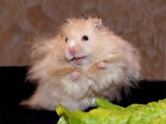 Long-haired Syrian hamster