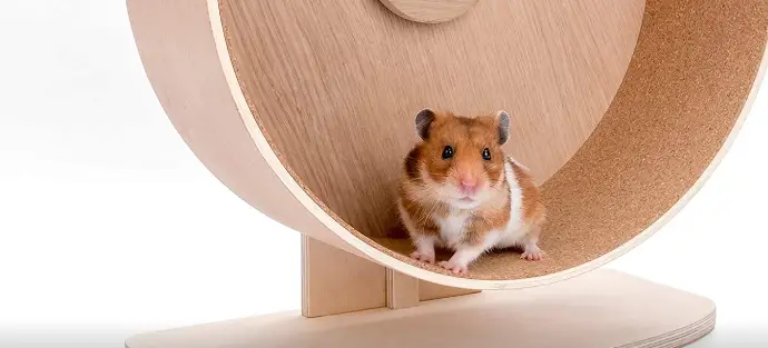 Do hamsters really need wheels