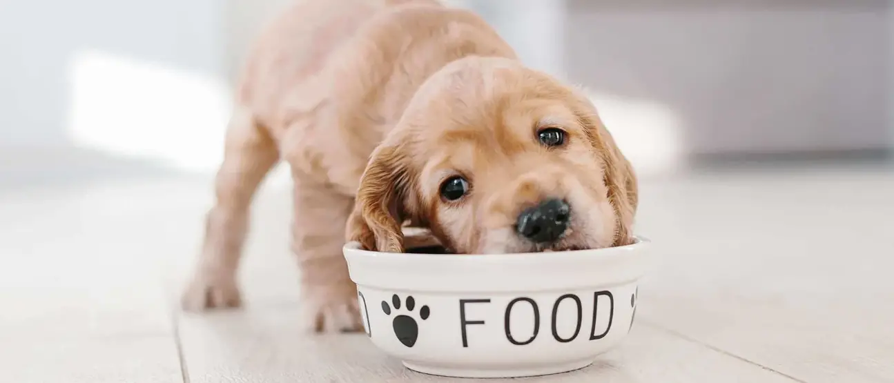 A comprehensive guide for the owners on choosing the right pet food