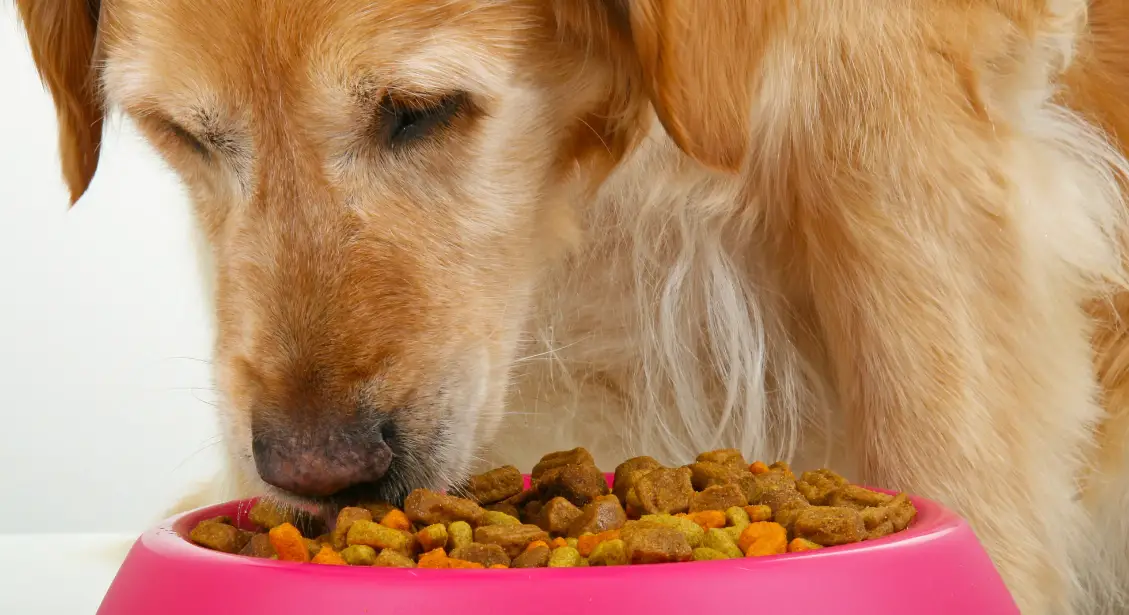 how to choose the right food for your pet?