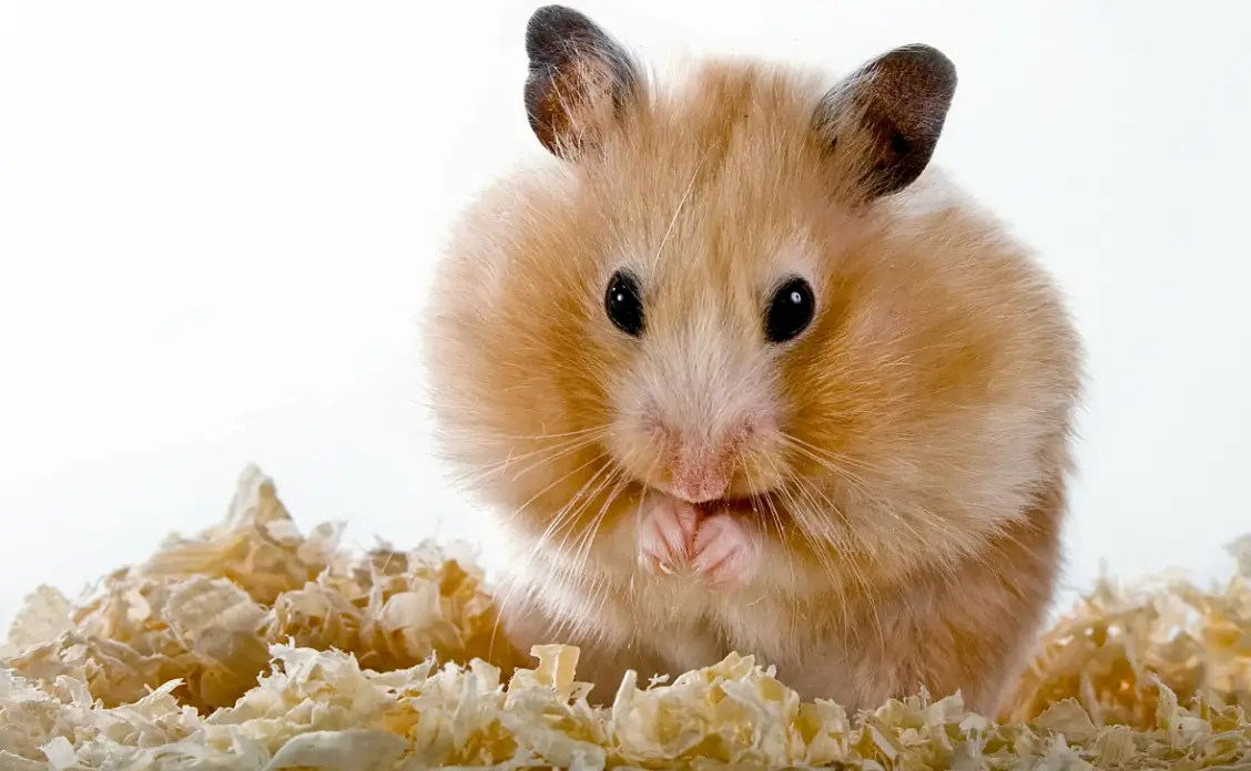 everything you need to know about wet tail in pet hamsters