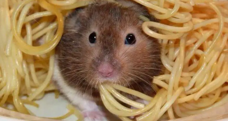 What can you feed your hamster if you run out of food?