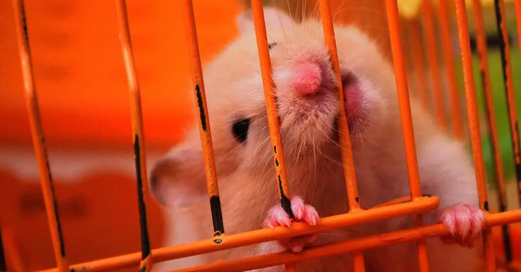 can hamsters chew metal bars and escape