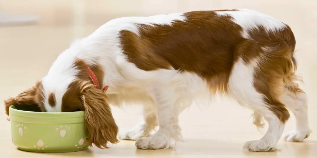 The science behind dog food
