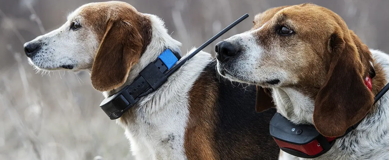 how to choose the right E-collar for your dog