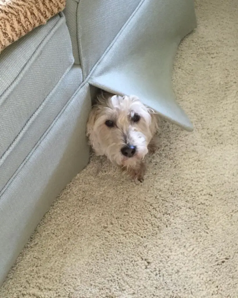 Guilty looking dog peeking head out from behind living room couch
