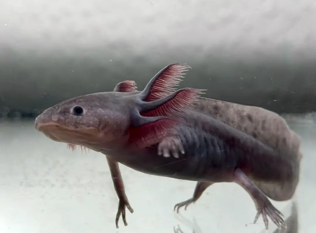 reasons why axolotls refuse to eat