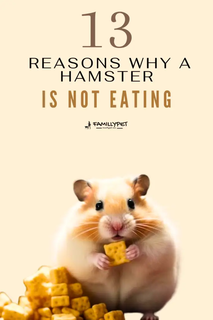 Why and what to do when a hamster ignores his food?