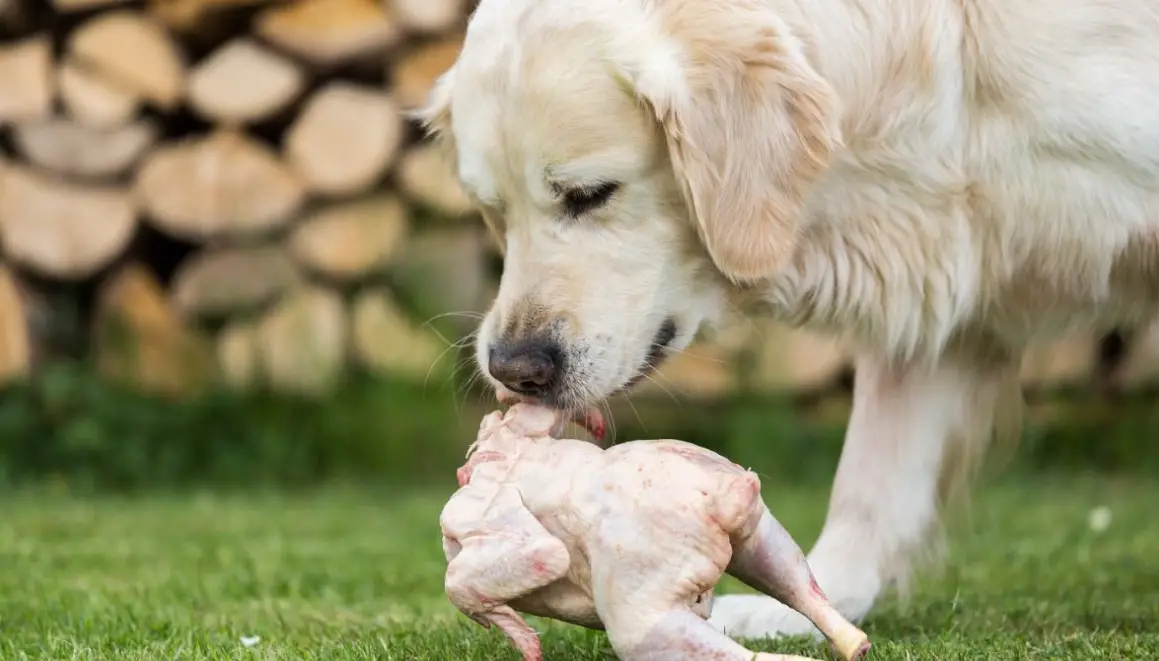feeding dog raw chicken everyday