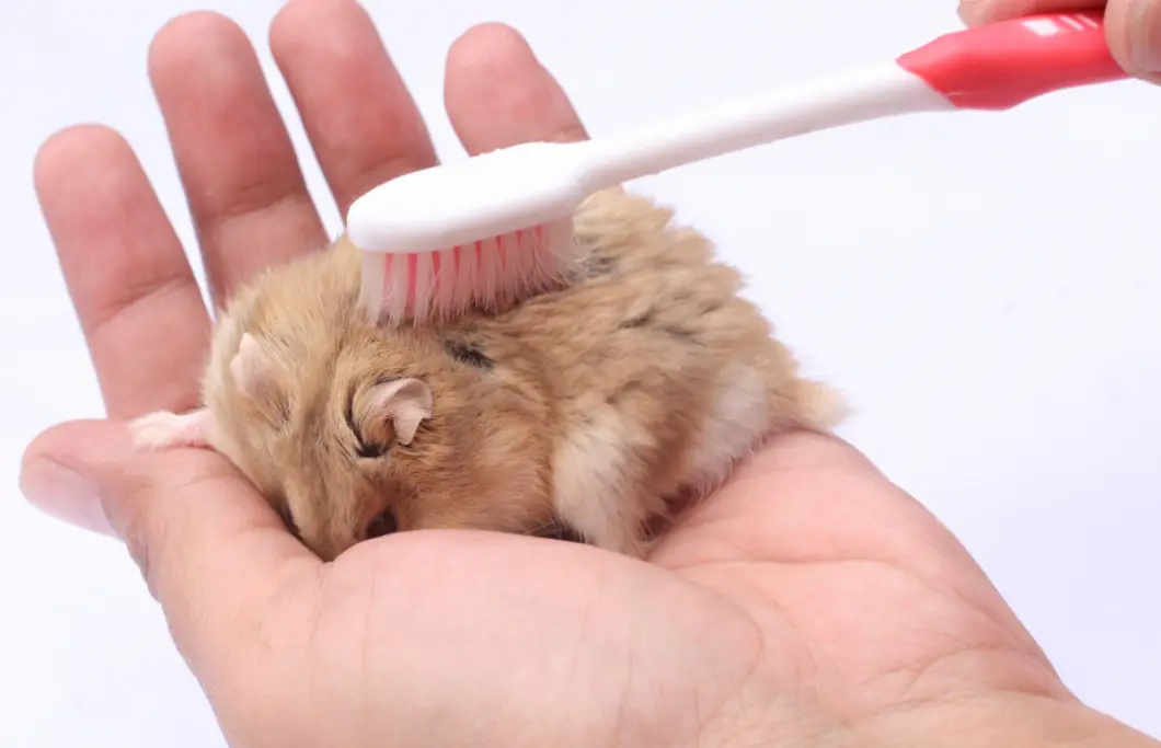 HOW TO BRUSH A HAMSTERS FUR