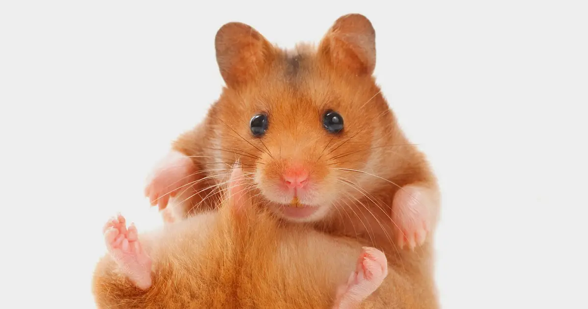 reasons hamsters unexpectedly die
