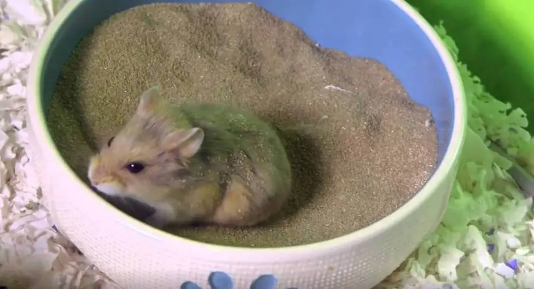 A hamster taking a sand bath, an important part of its grooming routine to reduce smelly secretions and control odors.