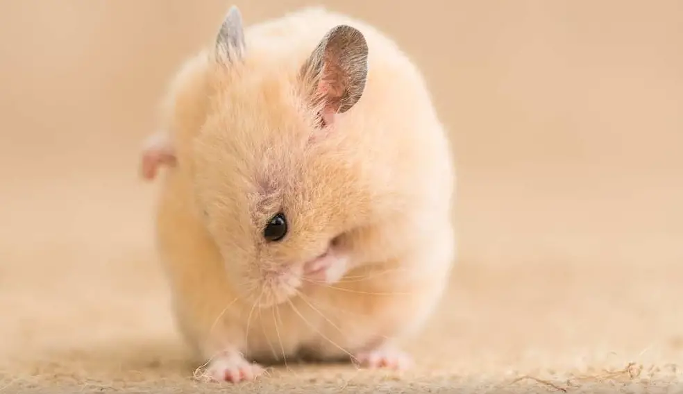 A hamster grooming itself to maintain hygiene and reduce odors in its habitat