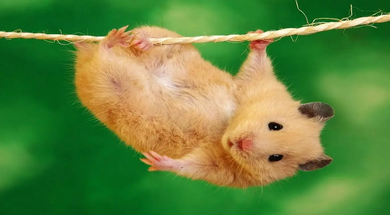 hamster toys and enrichment will help reduce stress and smelly secretions