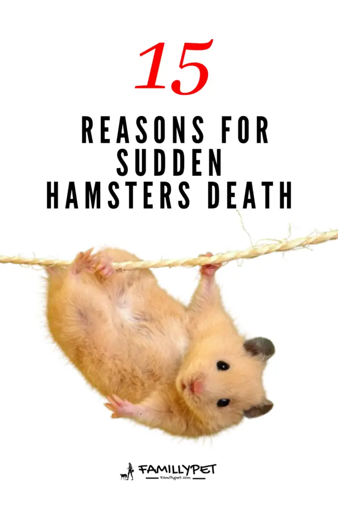 Pinterest pin about hamsters unexpected death reasons