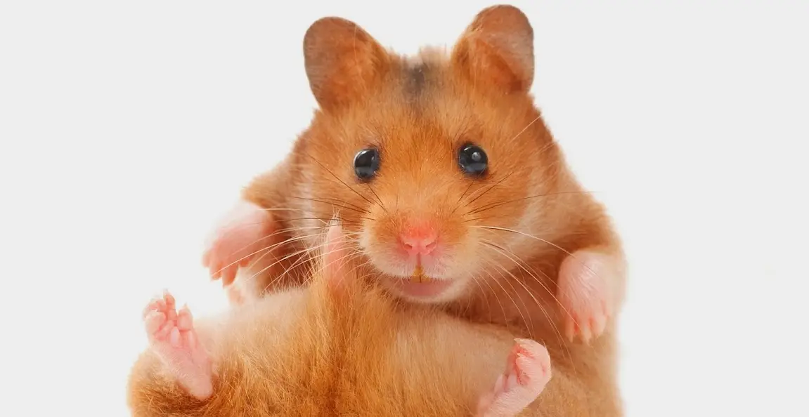 hamster suddenly died why and how to prevent it