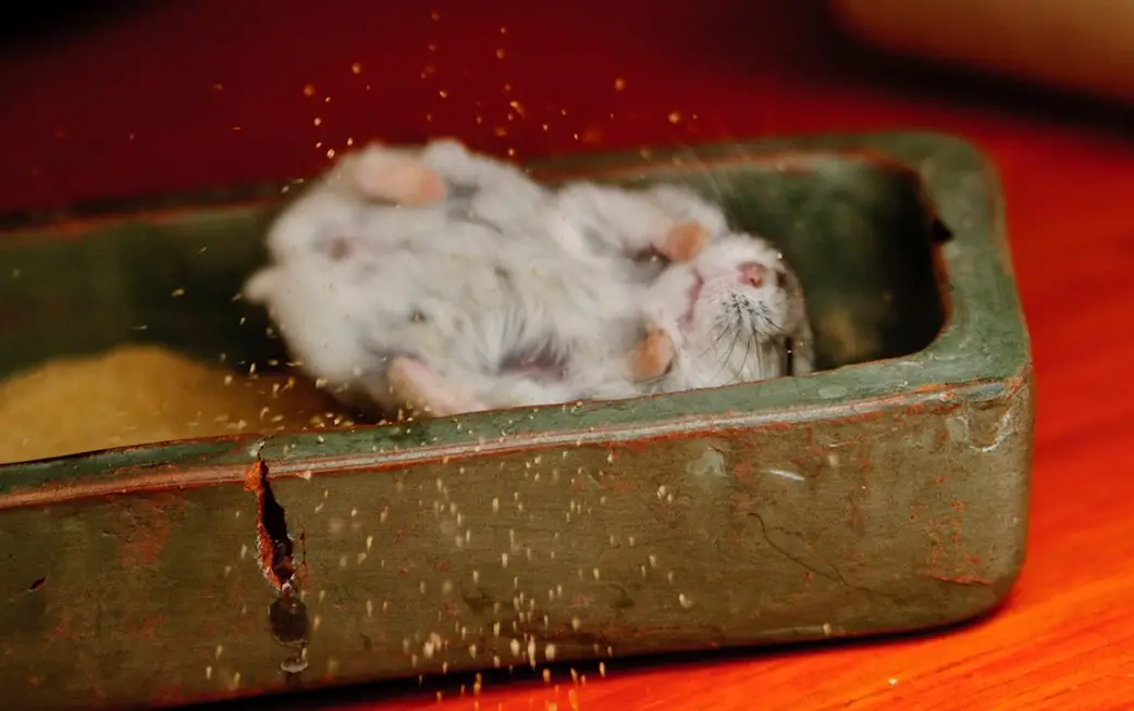 Helping a hamster taking his sandbaths