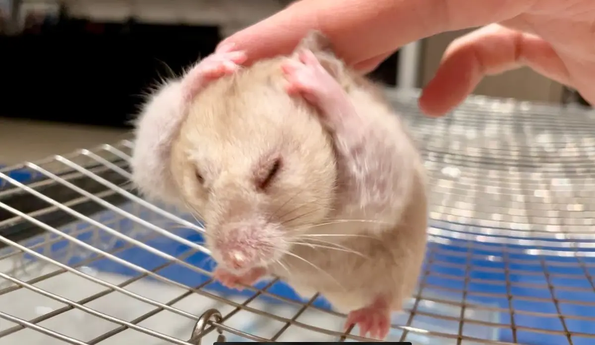 how to clean your hamster's fur?