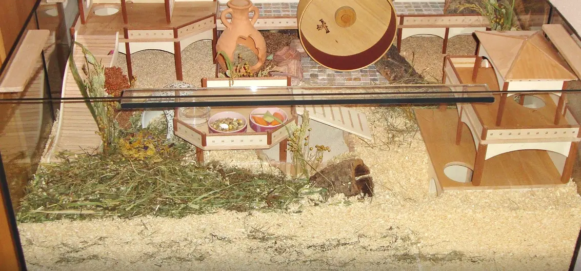 A tidy hamster cage with fresh bedding and clean accessories, essential for preventing odors