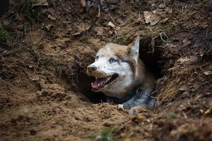  brown and white dog lying contently within a burrow den dug into the earth, satisfying natural instinct to seek shelter in enclosed, dark spaces underground.