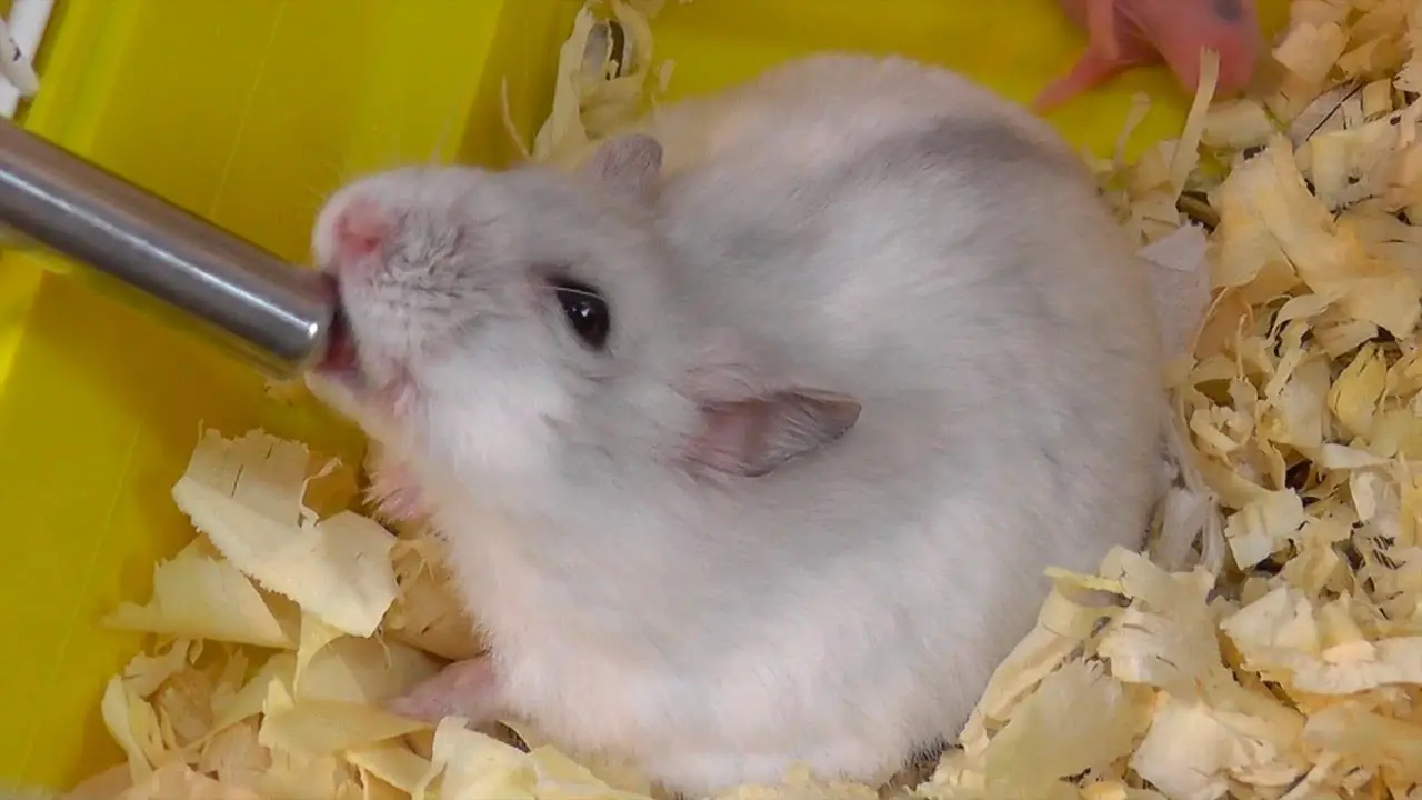 Help a hamster drinking more water