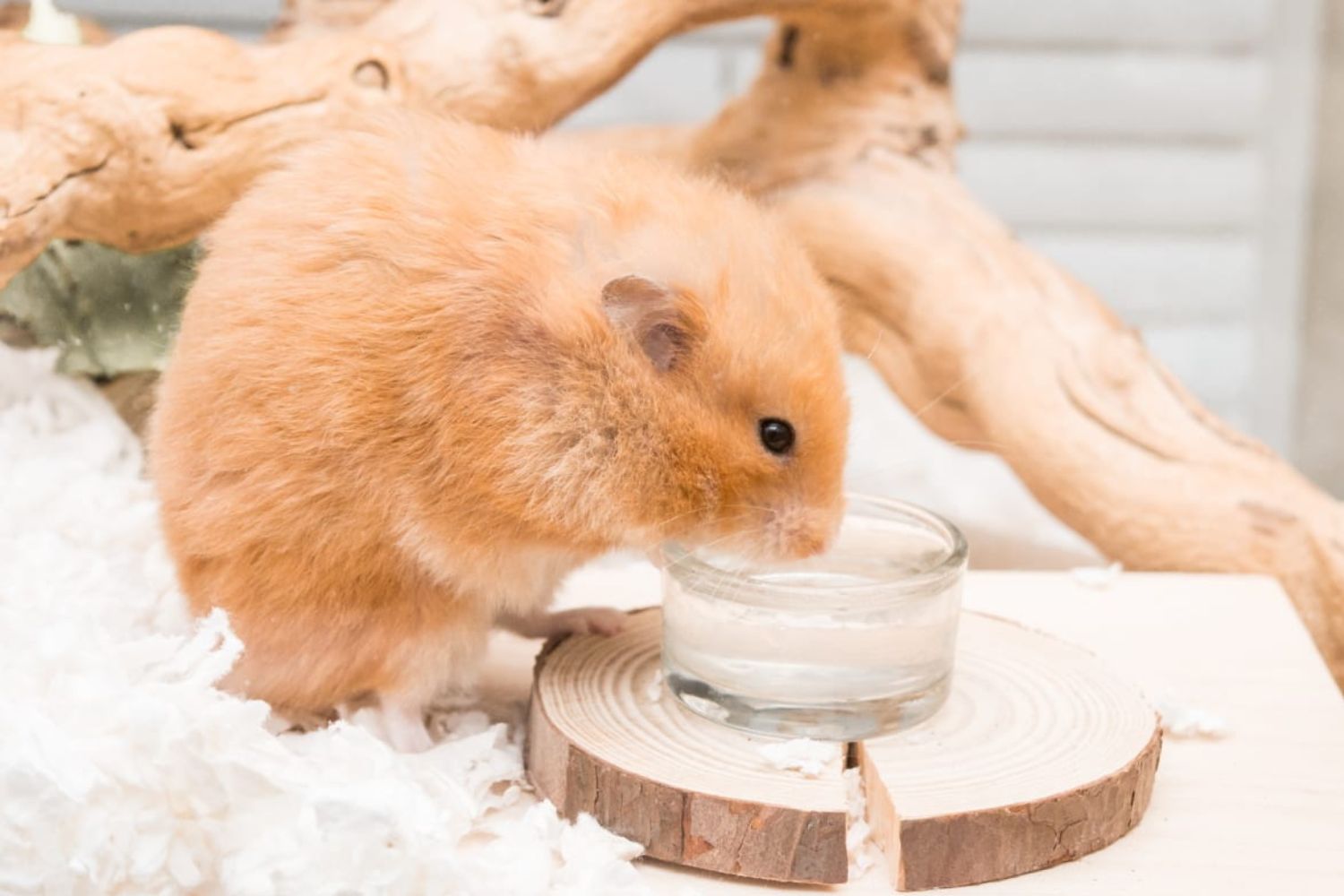 Hamster ignoring its water bottle